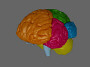 human brain max