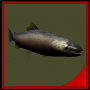 3d rainbow trout underwater fish model