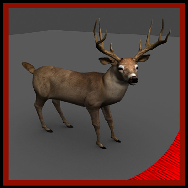 3ds max whitetail deer walkcycle - White-tailed deer walkcycle by gauthier12