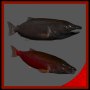 3d king salmon freshwater fish