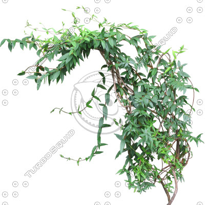 Vine_04.tga