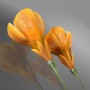 flower crocus yello 3d model