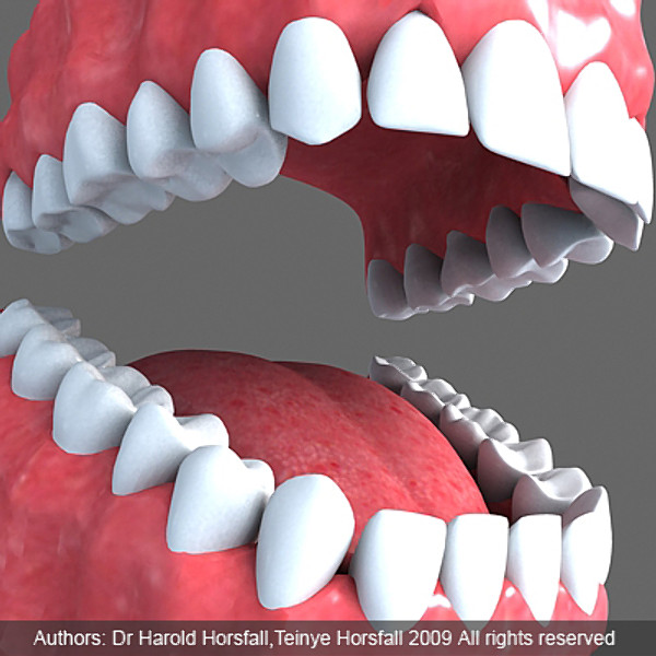 Teeth 3D.zip