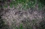 dirt path with grass