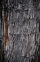 tree bark