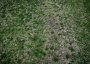 grass patchy dirt