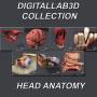 Head Anatomy Collection