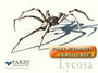 Spider with procedural walking rig