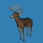 Buck