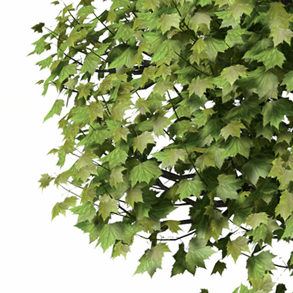 XfrogPlants American Planetree