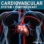 cardiovascular human organ 3d model