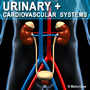 Human Urinary System