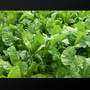 plants (73)