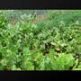 plants - country field
