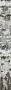birchstem1