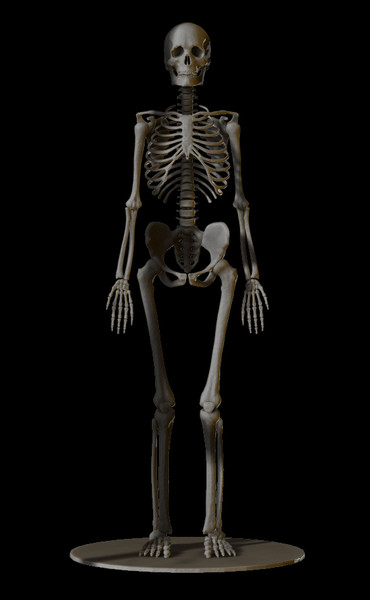 3ds max skeleton zbrush 4 - Skeleton by Leppee