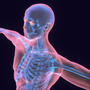 human body male 3d model