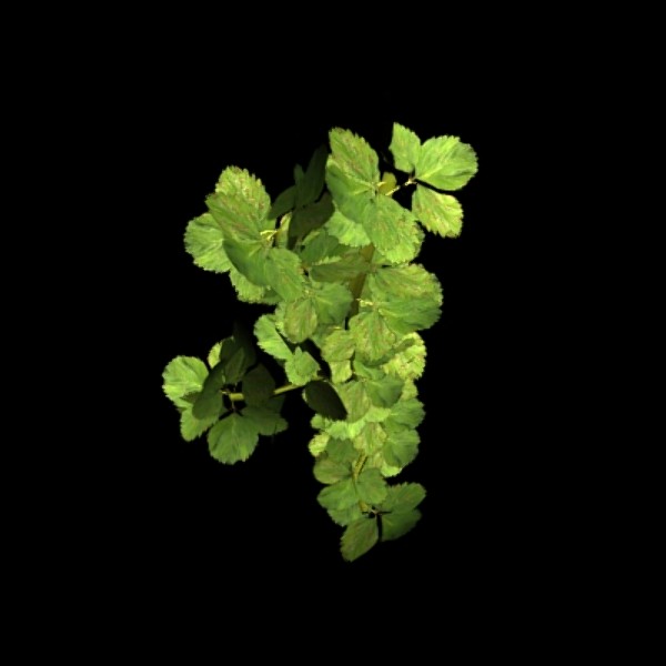ground weed plant max - Ground Plants by Connor Ross