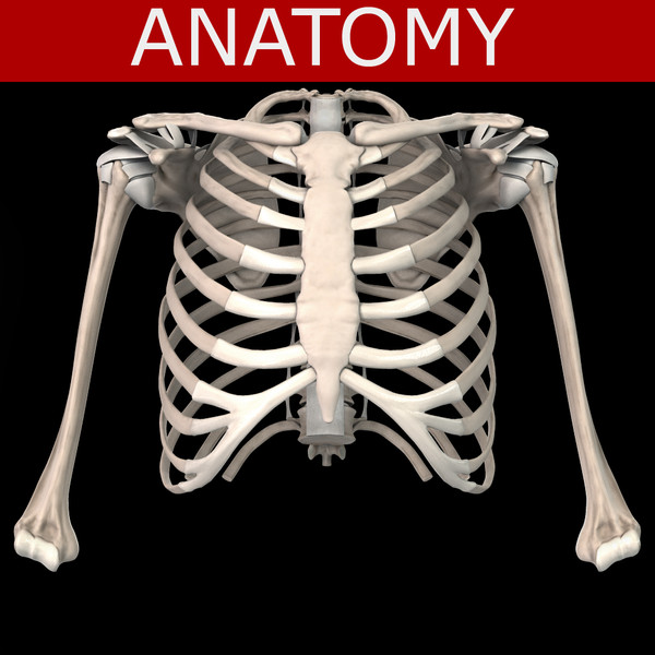 shoulder bones anatomy thoracic 3d obj - Thoracic and Shoulder bones by anatomy_3d