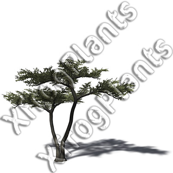 trees plants africa dvd 3d model - XfrogPlants Africa DVD by xfrog