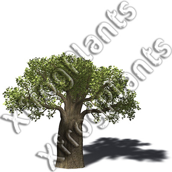 trees plants africa dvd 3d model - XfrogPlants Africa DVD by xfrog