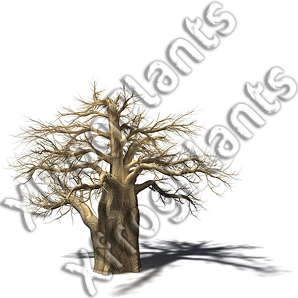 trees plants africa dvd 3d model - XfrogPlants Africa DVD by xfrog