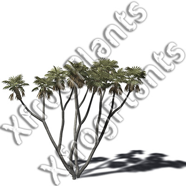 trees plants africa dvd 3d model - XfrogPlants Africa DVD by xfrog