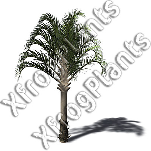 trees plants africa dvd 3d model - XfrogPlants Africa DVD by xfrog
