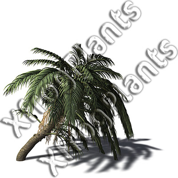 trees plants africa dvd 3d model - XfrogPlants Africa DVD by xfrog