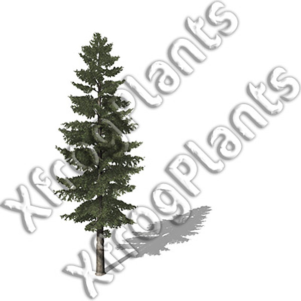 3d conifer trees dvd north america - XfrogPlants Conifers of North America DVD by xfrog