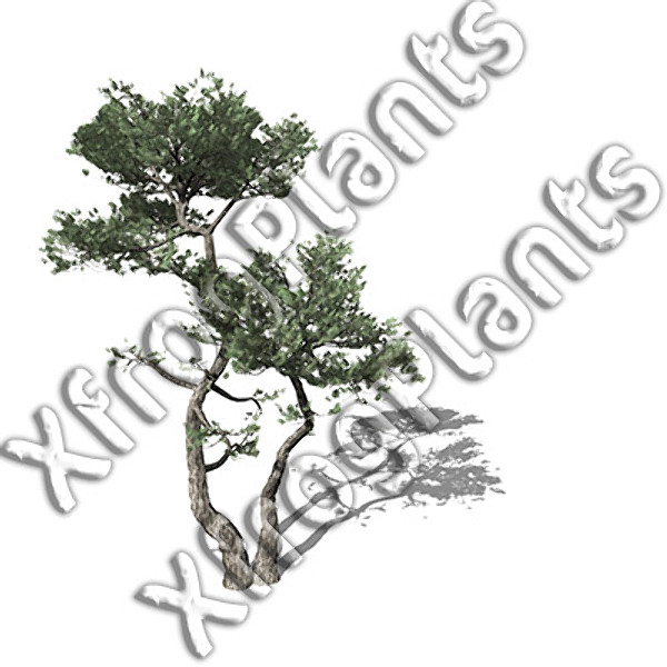 3d conifer trees dvd north america - XfrogPlants Conifers of North America DVD by xfrog