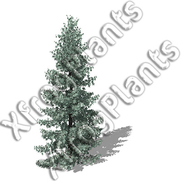 3d conifer trees dvd north america - XfrogPlants Conifers of North America DVD by xfrog