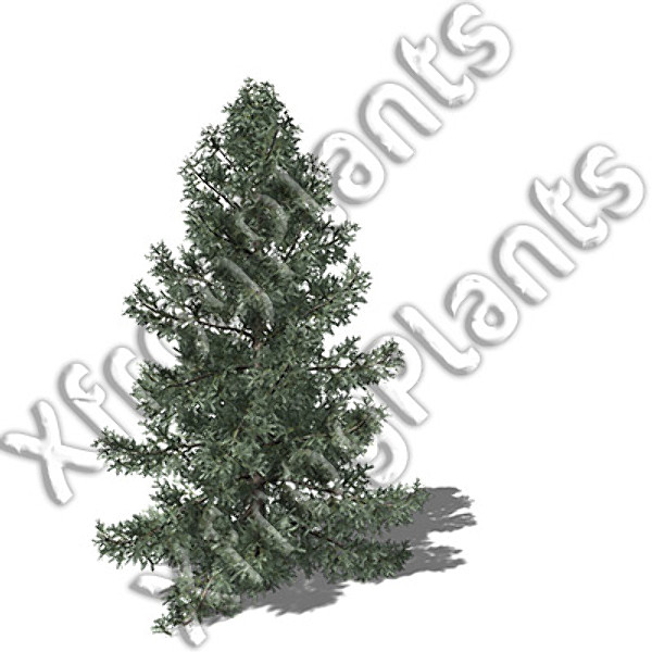 3d conifer trees dvd north america - XfrogPlants Conifers of North America DVD by xfrog
