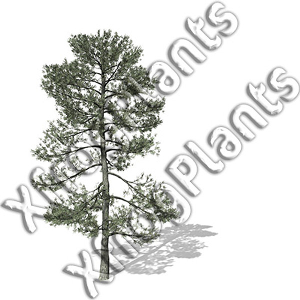 3d conifer trees dvd north america - XfrogPlants Conifers of North America DVD by xfrog