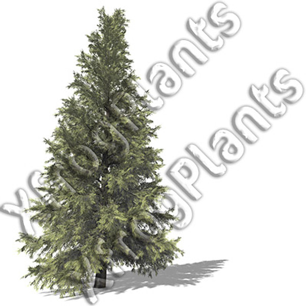 3d conifer trees dvd north america - XfrogPlants Conifers of North America DVD by xfrog