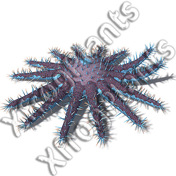 3ds red sea dvd plants - XfrogPlants Red Sea DVD by xfrog