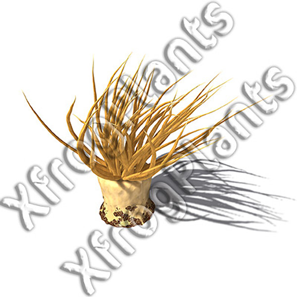 3ds red sea dvd plants - XfrogPlants Red Sea DVD by xfrog