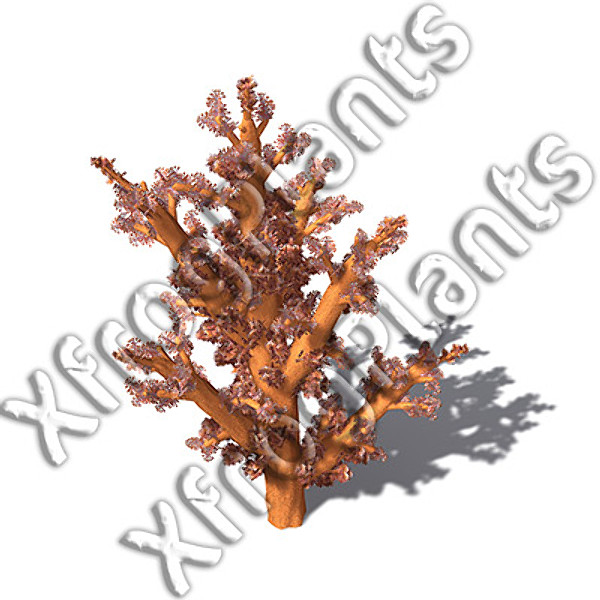 3ds red sea dvd plants - XfrogPlants Red Sea DVD by xfrog