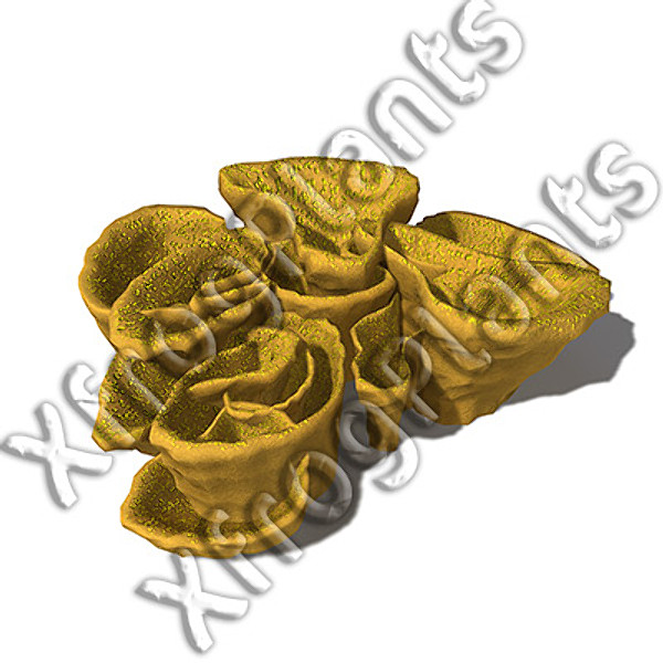 3ds red sea dvd plants - XfrogPlants Red Sea DVD by xfrog