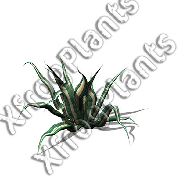 usa southwest plants dvd 3ds - XfrogPlants Cactii and Succulents DVD (Southwest USA) by xfrog