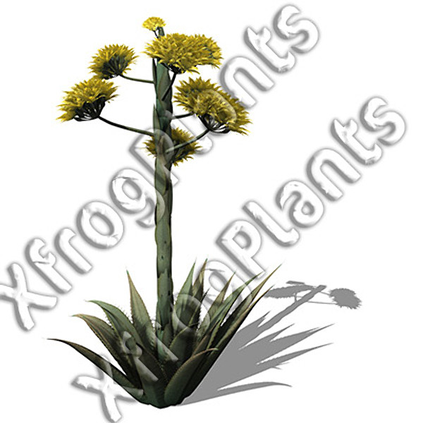 usa southwest plants dvd 3ds - XfrogPlants Cactii and Succulents DVD (Southwest USA) by xfrog
