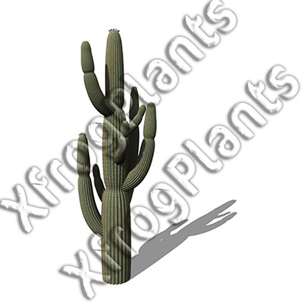 usa southwest plants dvd 3ds - XfrogPlants Cactii and Succulents DVD (Southwest USA) by xfrog