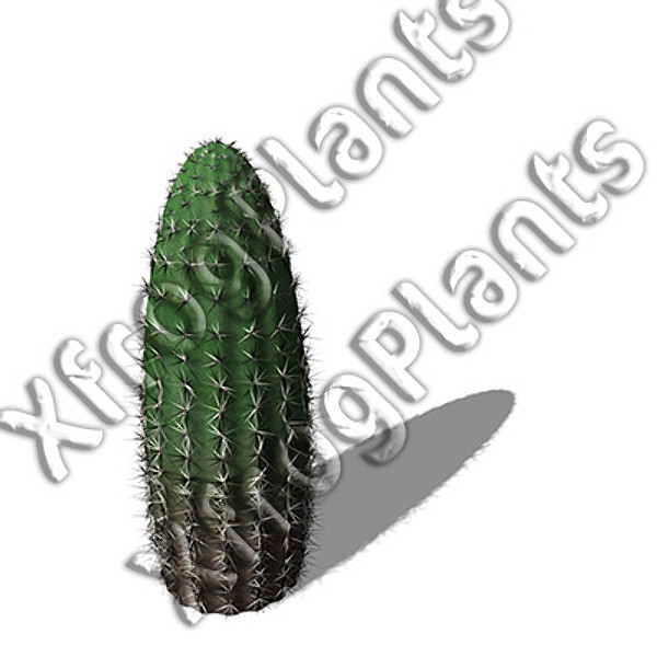 usa southwest plants dvd 3ds - XfrogPlants Cactii and Succulents DVD (Southwest USA) by xfrog