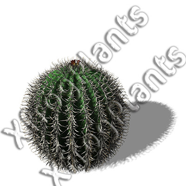 usa southwest plants dvd 3ds - XfrogPlants Cactii and Succulents DVD (Southwest USA) by xfrog