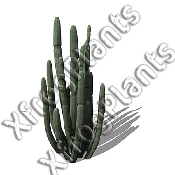 usa southwest plants dvd 3ds - XfrogPlants Cactii and Succulents DVD (Southwest USA) by xfrog