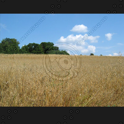 nature - field (1042)