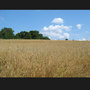 nature - field (1042)