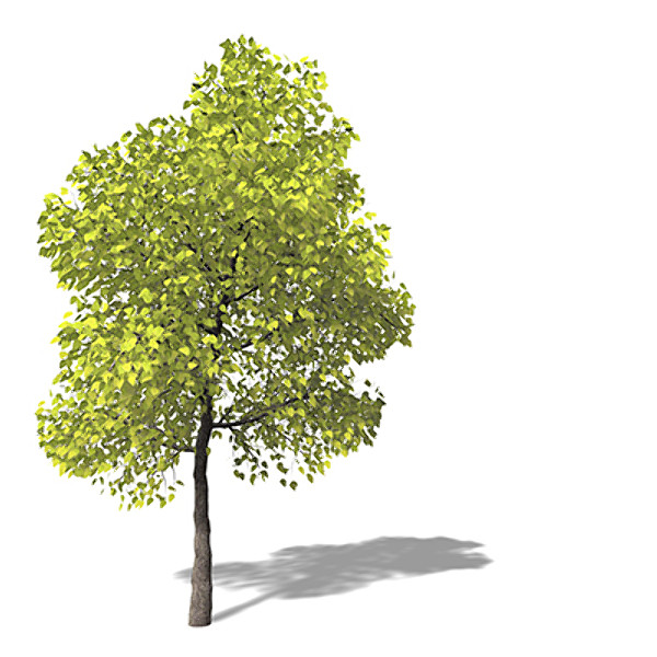 xfrogplants southern catalpa tree 3ds - XfrogPlants Southern Catalpa by xfrog