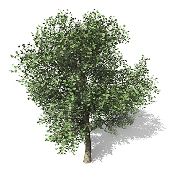 maya xfrogplants london planetree x - XfrogPlants London Planetree by xfrog