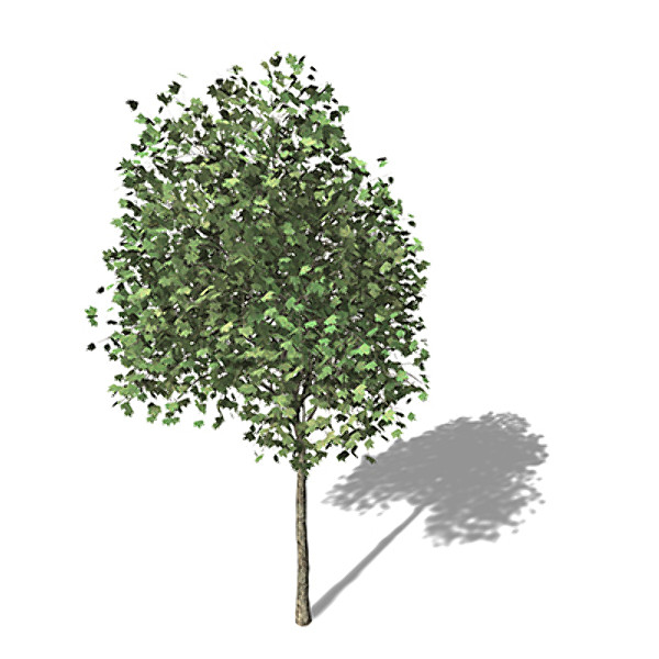 maya xfrogplants london planetree x - XfrogPlants London Planetree by xfrog